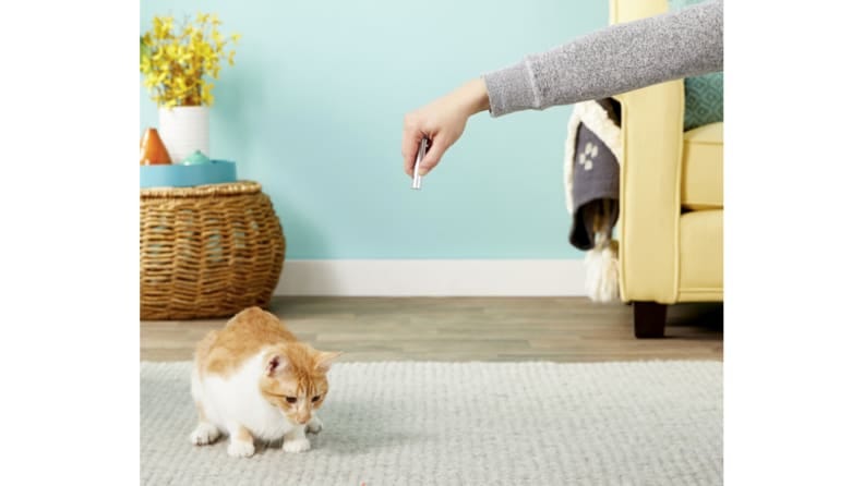 buy cat toys near me